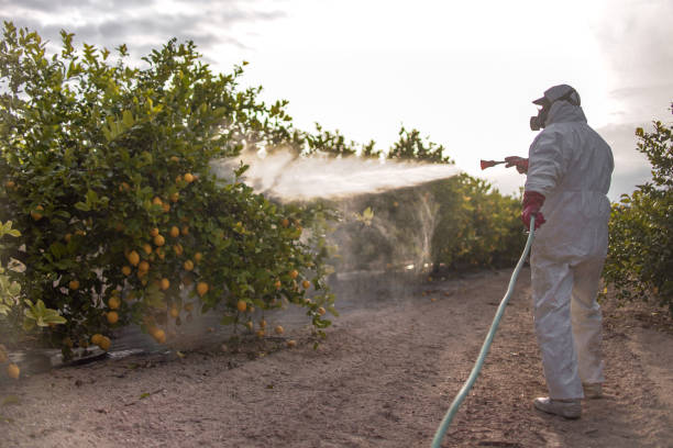 Best Bed Bug Extermination  in Mountain Lake, MN