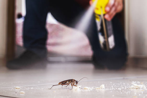 Best Local Pest Control Services  in Mountain Lake, MN