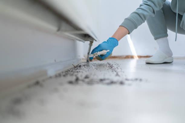 Best Termite Control Services  in Mountain Lake, MN